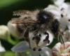 Bombus sylvarum
